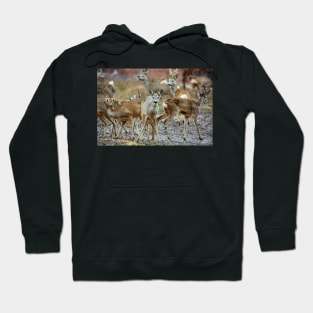 Roe deer family Hoodie